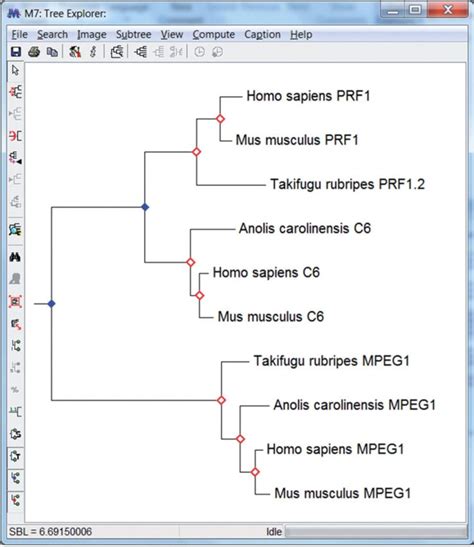 MEGA7: Molecular Evolutionary Genetics Analysis Version 7.0 .